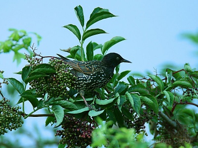 Starling (Sturnus vulgaris) Graham Carey