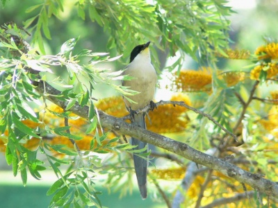 Azure-winged Magpie (Cyanopica cyanus) Alan Prowse