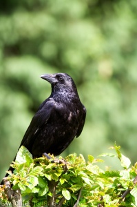 Carrion Crow (Corvus corone corone) Mark Elvin