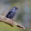 Jackdaw (Corvus monedula) Graham Carey