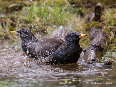 Starling (Sturnus vulgaris) Graham Carey