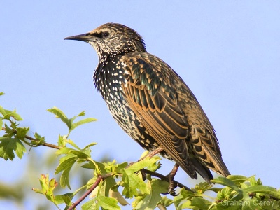 Starling (Sturnus vulgaris) Graham Carey