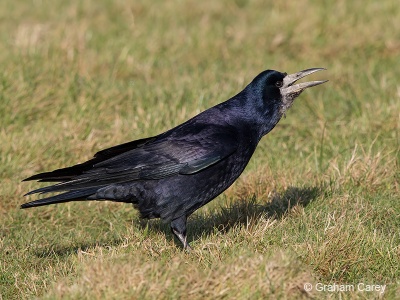 Rook (Corvus frugilegus) Graham Carey