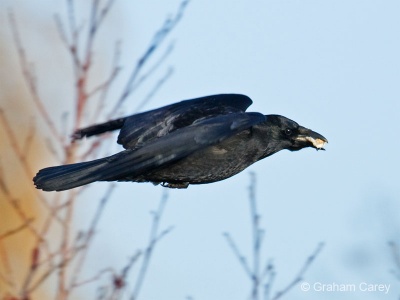 Rook (Corvus frugilegus) Graham Carey