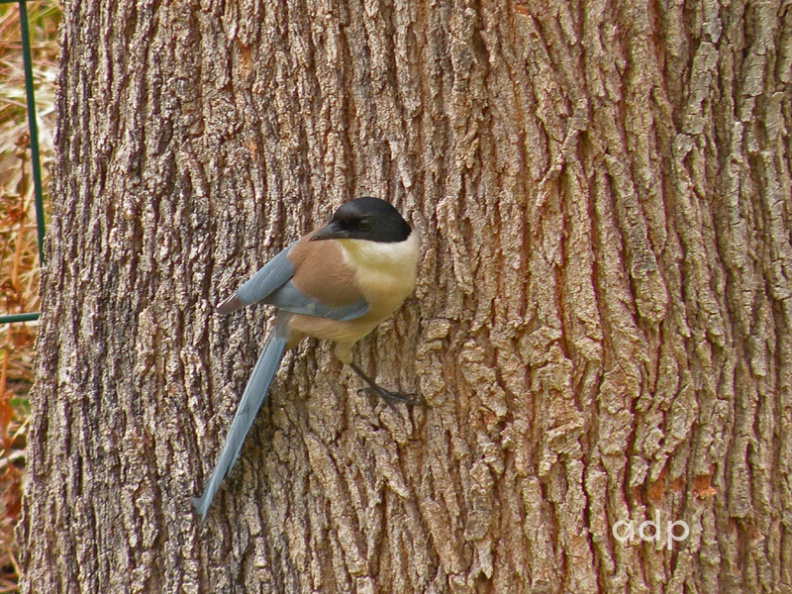 Algarve, Portugal, May 2009 Persistently still-hunting from vertical tree trunk, Algarve May 2009 DSCN1107qswtt800c.jpg