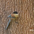 Azure-winged Magpie (Cyanopica cyanus) Alan Prowse