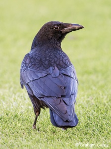 Carrion Crow (Corvus corone corone) Graham Carey