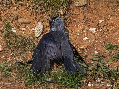 Jackdaw (Corvus monedula) Graham Carey