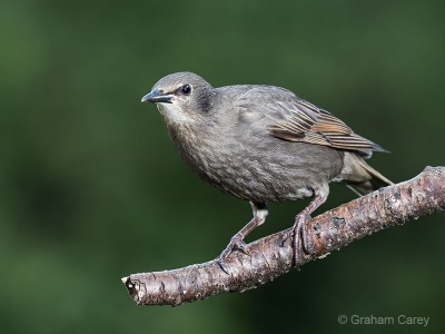 Starling (Sturnus vulgaris) Graham Carey