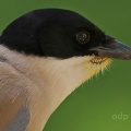 Azure-winged Magpie (Cyanopica cyanus) Alan Prowse