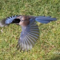 Azure-winged Magpie (Cyanopica cyanus) Alan Prowse