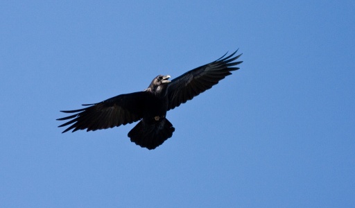 Raven (Corvus corax) Mark Elvin