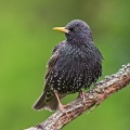 Starling (Sturnus vulgaris) Graham Carey