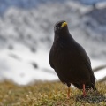 Alpine Chough (Pyrrhocorax graculus) Mark Elvin