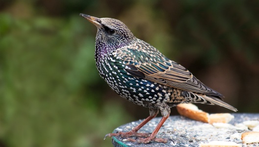 Starling (Sturnus vulgaris) Mark Elvin