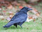 Carrion Crow (Corvus corone corone) Graham Carey