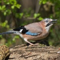 Jay (Garrulus glandarius) Graham Carey