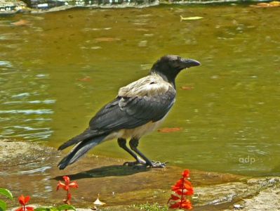 Hooded Crow (Corvus cornix) Alan Prowse