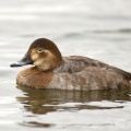 Pochard (Aythya ferina) Graham Carey