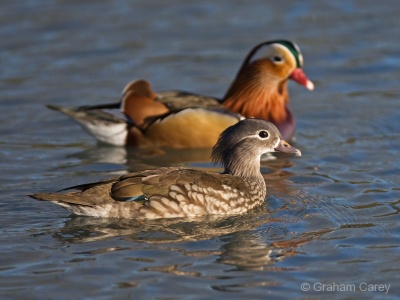 Mandarin Duck (Aix galericulata) Graham Carey