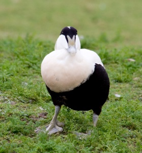 Eider (Somateria mollissima) Mark Elvin