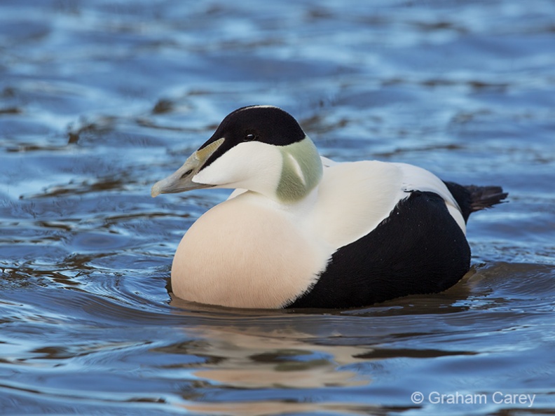 Common Eider (Somateria mollissima) Graham Carey - 5D3_3941m4.jpg 5D3_3941m4.jpg