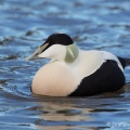Common Eider (Somateria mollissima) Graham Carey