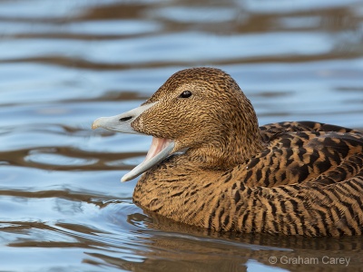 Common Eider (Somateria mollissima) Graham Carey