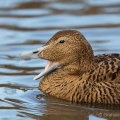 Common Eider (Somateria mollissima) Graham Carey