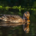 Mallard (Anas platyrhynchos) Graham Carey