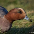 Wigeon (Anas penelope) Graham Carey