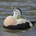 Common Eider (Somateria mollissima) Graham Carey