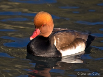 Red Crested Pochard (Netta rufina) Graham Carey