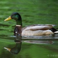 Mallard (Anas platyrhynchos) Graham Carey