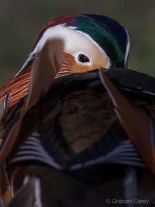 Mandarin (Aix galericulata) Graham Carey