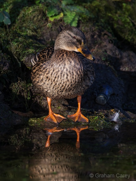 Mallard (Anas platyrhynchos) Graham Carey - DX1_6902m4.jpg DX1_6902m4.jpg