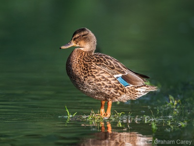 Mallard (Anas platyrhynchos) Graham Carey