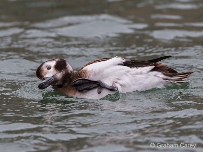 Long-tailed Duck (Clangula hyemalis) Graham Carey