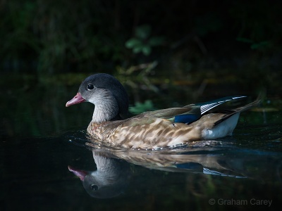 Mandarin Duck (Aix galericulata) Graham Carey