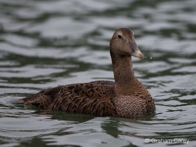 Common Eider (Somateria mollissima) Graham Carey