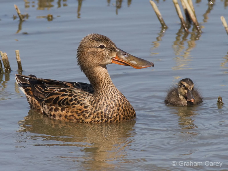 Shoveler (Anas clypeata) Graham Carey - IMG_1041m4.jpg IMG_1041m4.jpg
