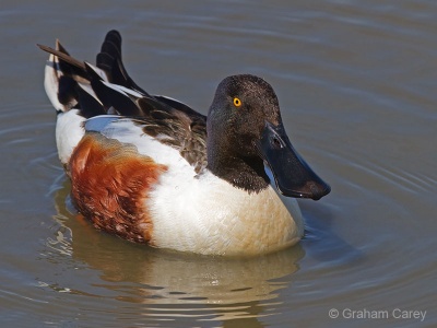 Shoveler (Anas clypeata) Graham Carey