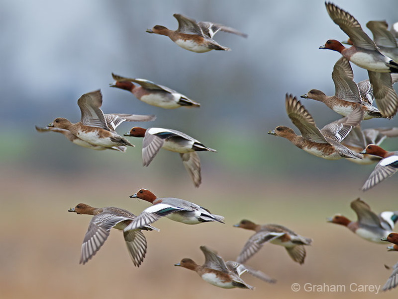 Wigeon (Anas penelope) Graham Carey - IMG_1071m4.jpg IMG_1071m4.jpg