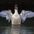 Goosander (Mergus merganser) Graham Carey