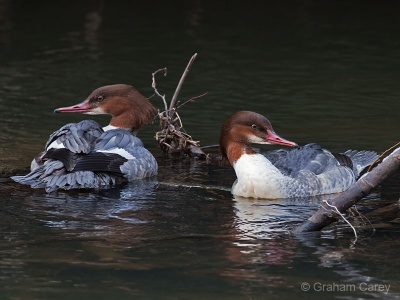 Goosander (Mergus merganser) Graham Carey