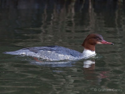 Goosander (Mergus merganser) Graham Carey