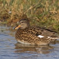 Gadwall (Anas strepera) Graham Carey