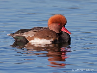 Red Crested Pochard (Netta rufina) Graham Carey