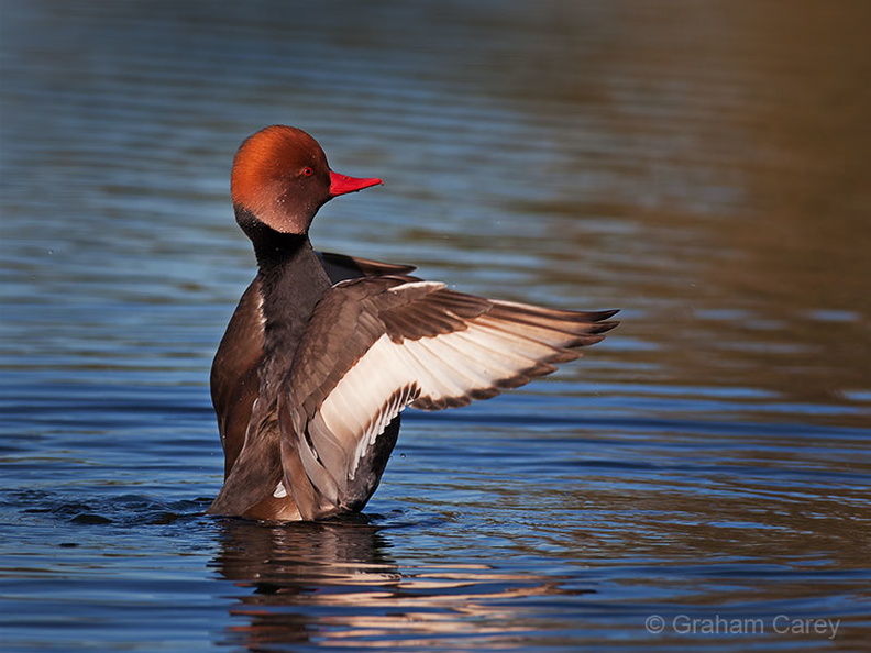 Red Crested Pochard (Netta rufina) Graham Carey - IMG_1843m4.jpg IMG_1843m4.jpg