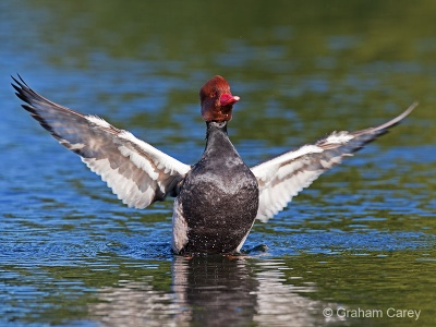 Red Crested Pochard (Netta rufina) Graham Carey